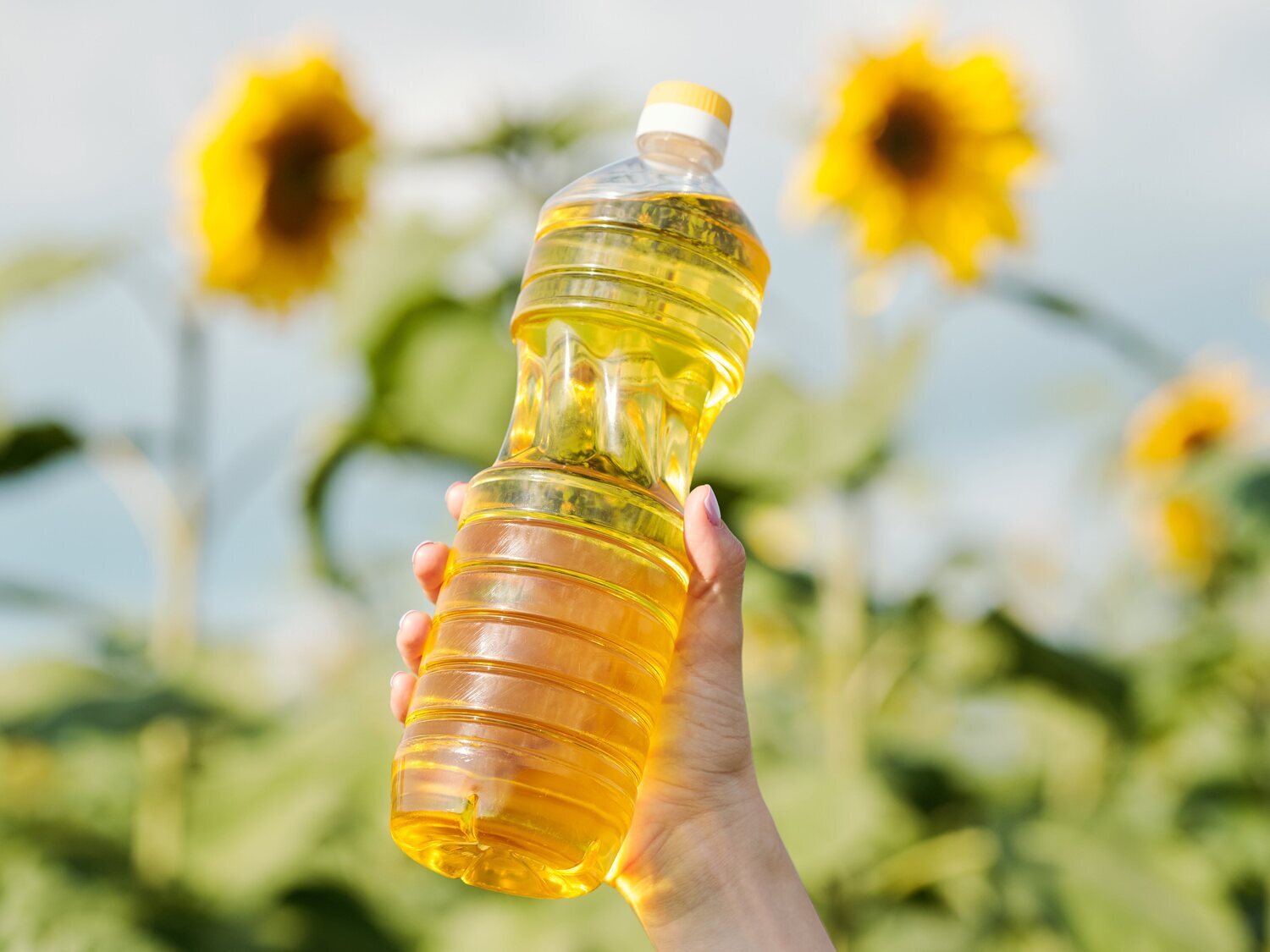 Por qué España importa aceite de girasol si también lo producimos en gran  cantidad? - Los Replicantes