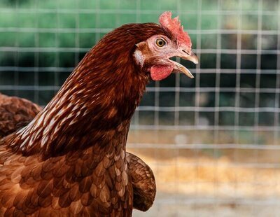 Un hombre es condenado a un año de cárcel por abusar sexualmente de una gallina