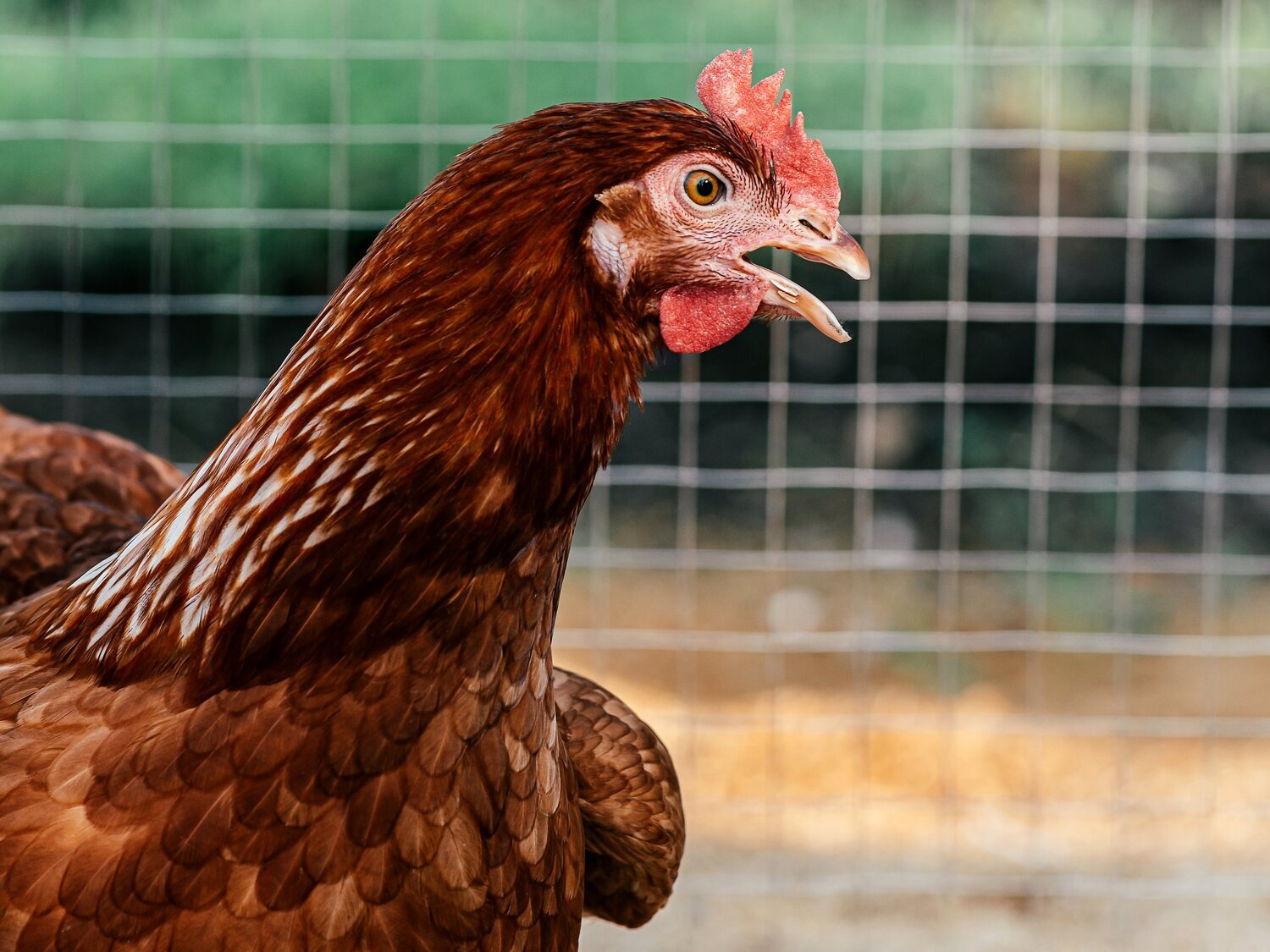 Un hombre es condenado a un año de cárcel por abusar sexualmente de una gallina