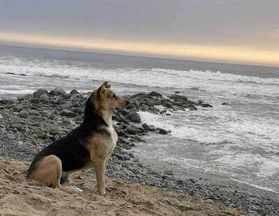 Vaguito, el perro que acude a diario a la playa a la espera de su dueño fallecido