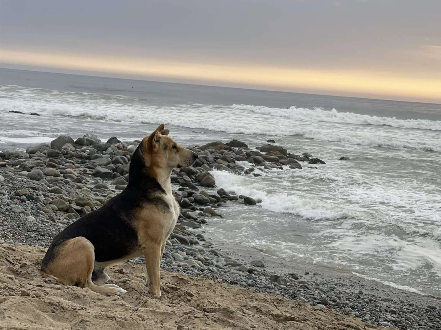 Vaguito, el perro que acude a diario a la playa a la espera de su dueño fallecido