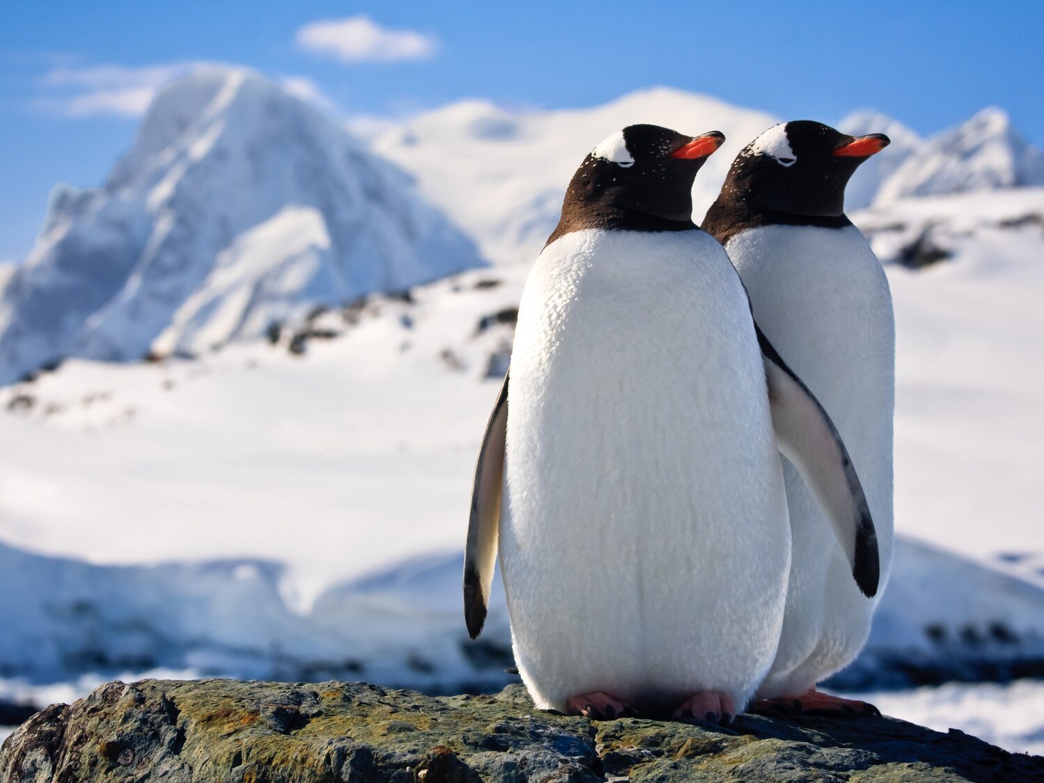 Curiosa oferta de trabajo: 2.000 euros al mes por contar pingüinos en la Antártida