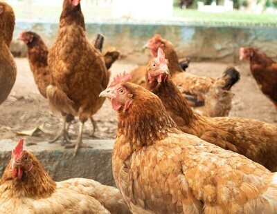Primer caso humano de gripe aviar H3N8: ¿Es una amenaza?, ¿cómo se transmite?