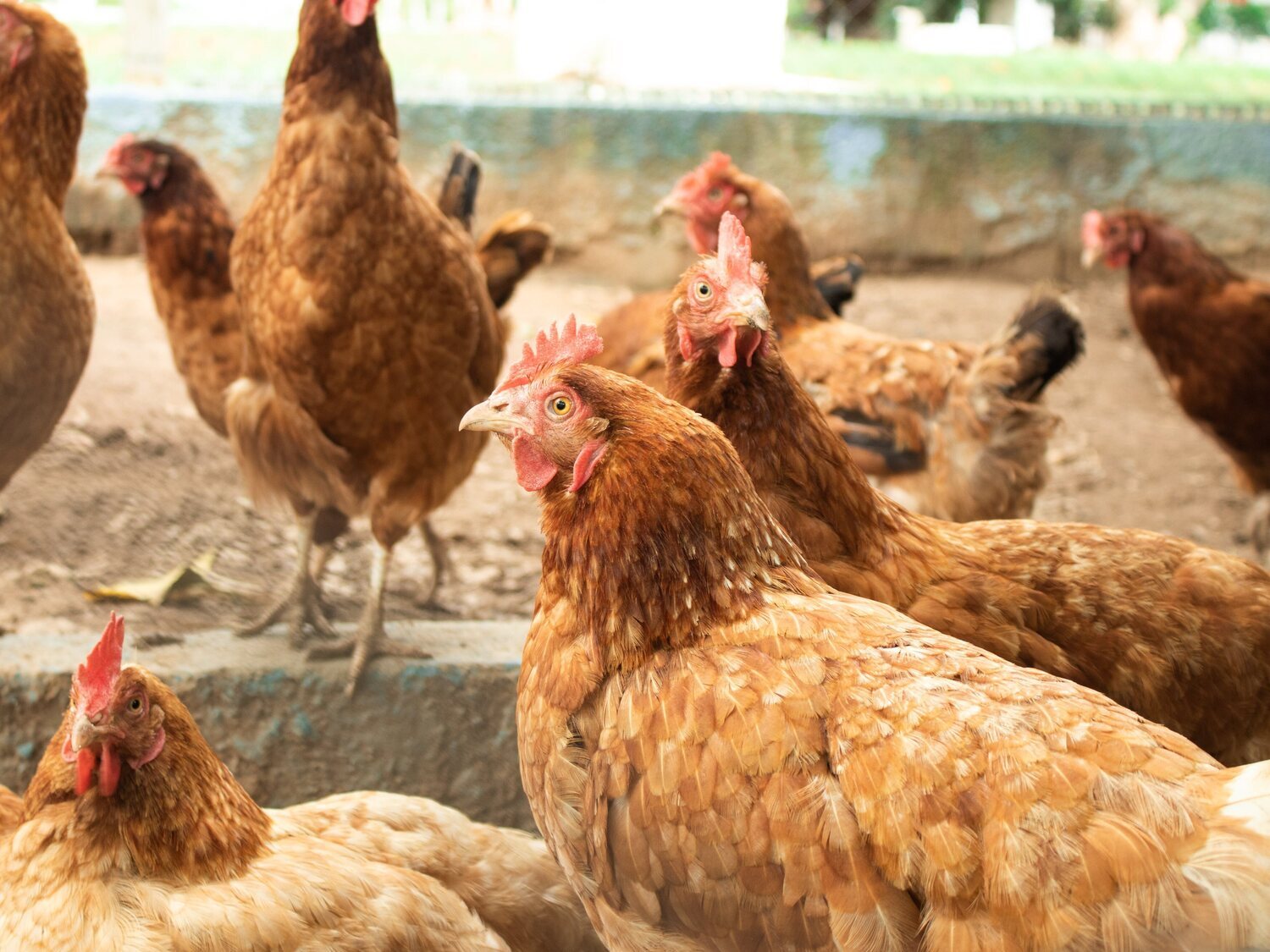 Primer caso humano de gripe aviar H3N8: ¿Es una amenaza?, ¿cómo se transmite?
