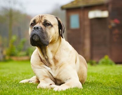 La importante multa a la que te enfrentas por dejar a tu perro en el patio o en la terraza