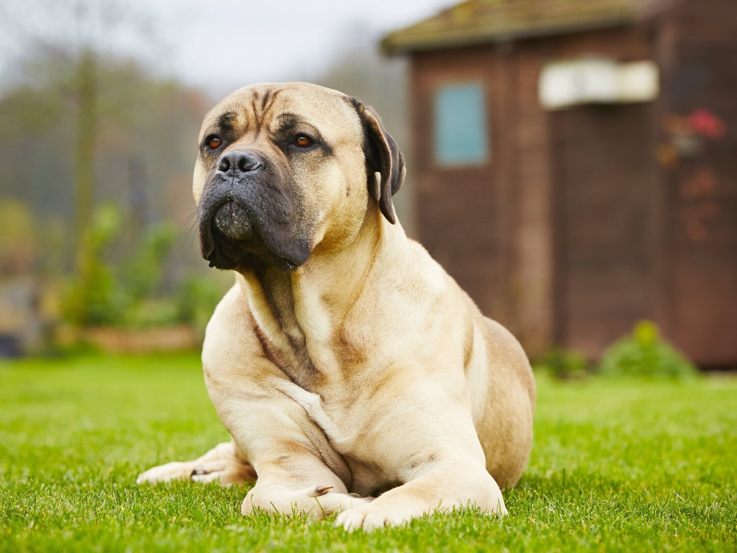 La importante multa a la que te enfrentas por dejar a tu perro en el patio o en la terraza