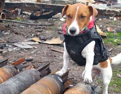 Zelenski premia con una medalla de honor a Patrón, el perro detector de bombas