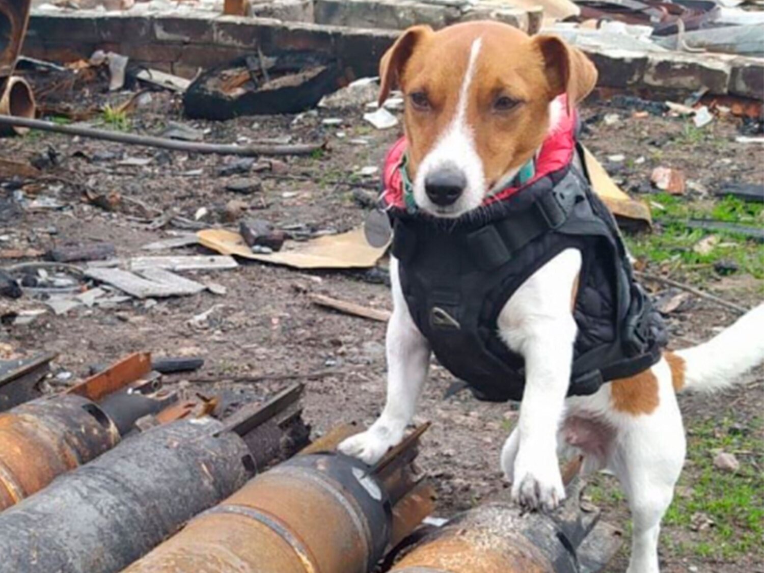 Zelenski premia con una medalla de honor a Patrón, el perro detector de bombas