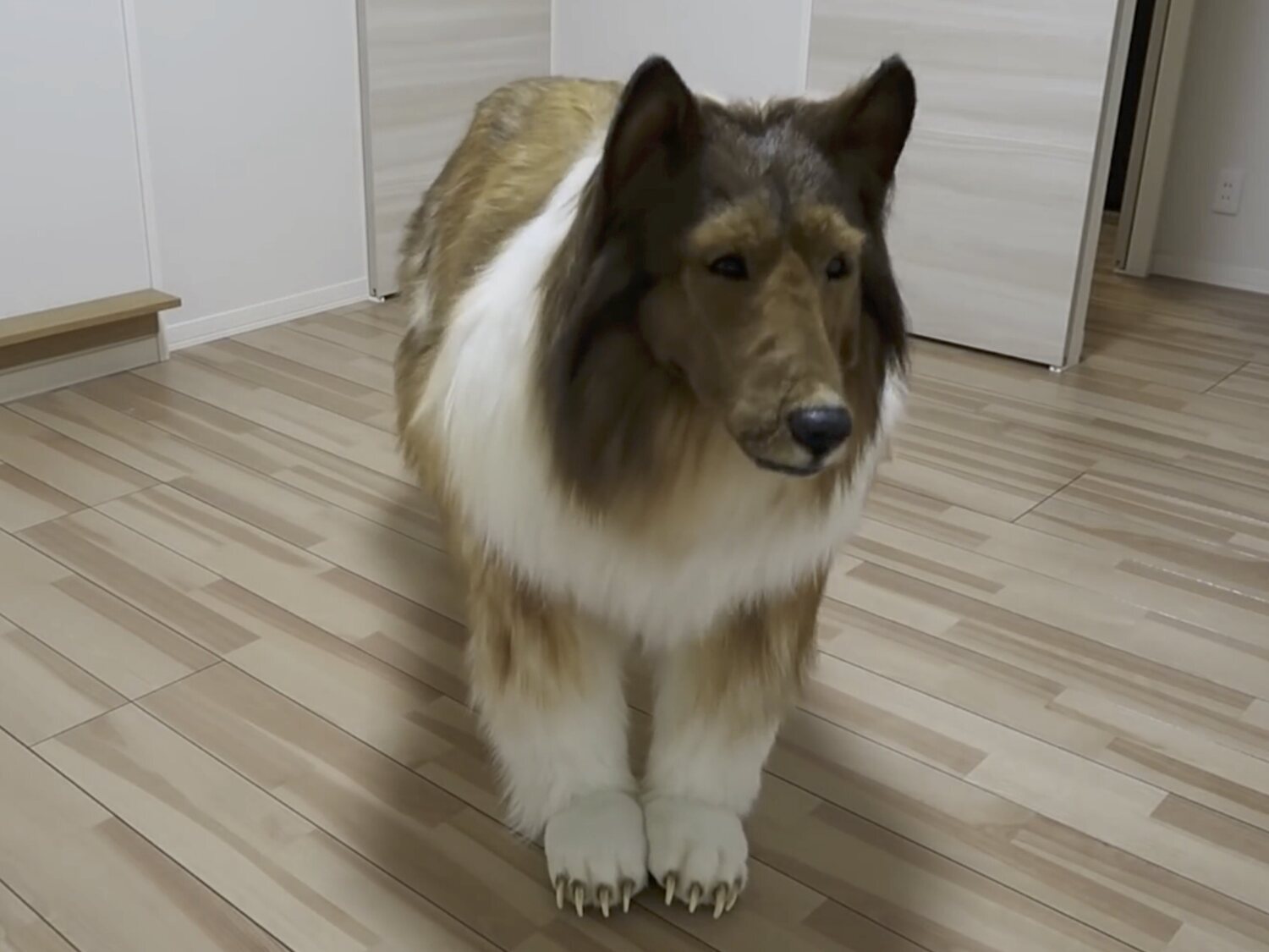 Un hombre se gasta 14.600 euros en transformarse en un perro border collie