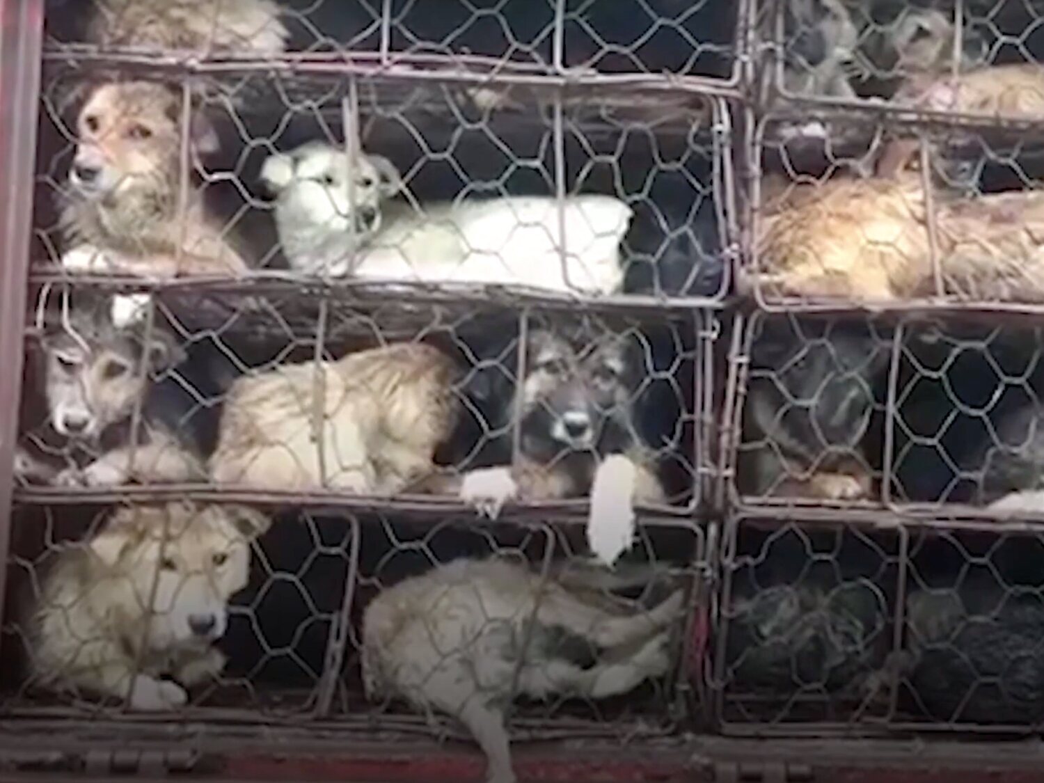 El Festival de Carne de Perro en China vuelve a celebrarse aún tras su intento de prohibición