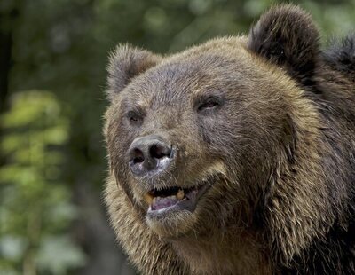 Muere un cazador tras ser atacado por el oso al que acababa de disparar