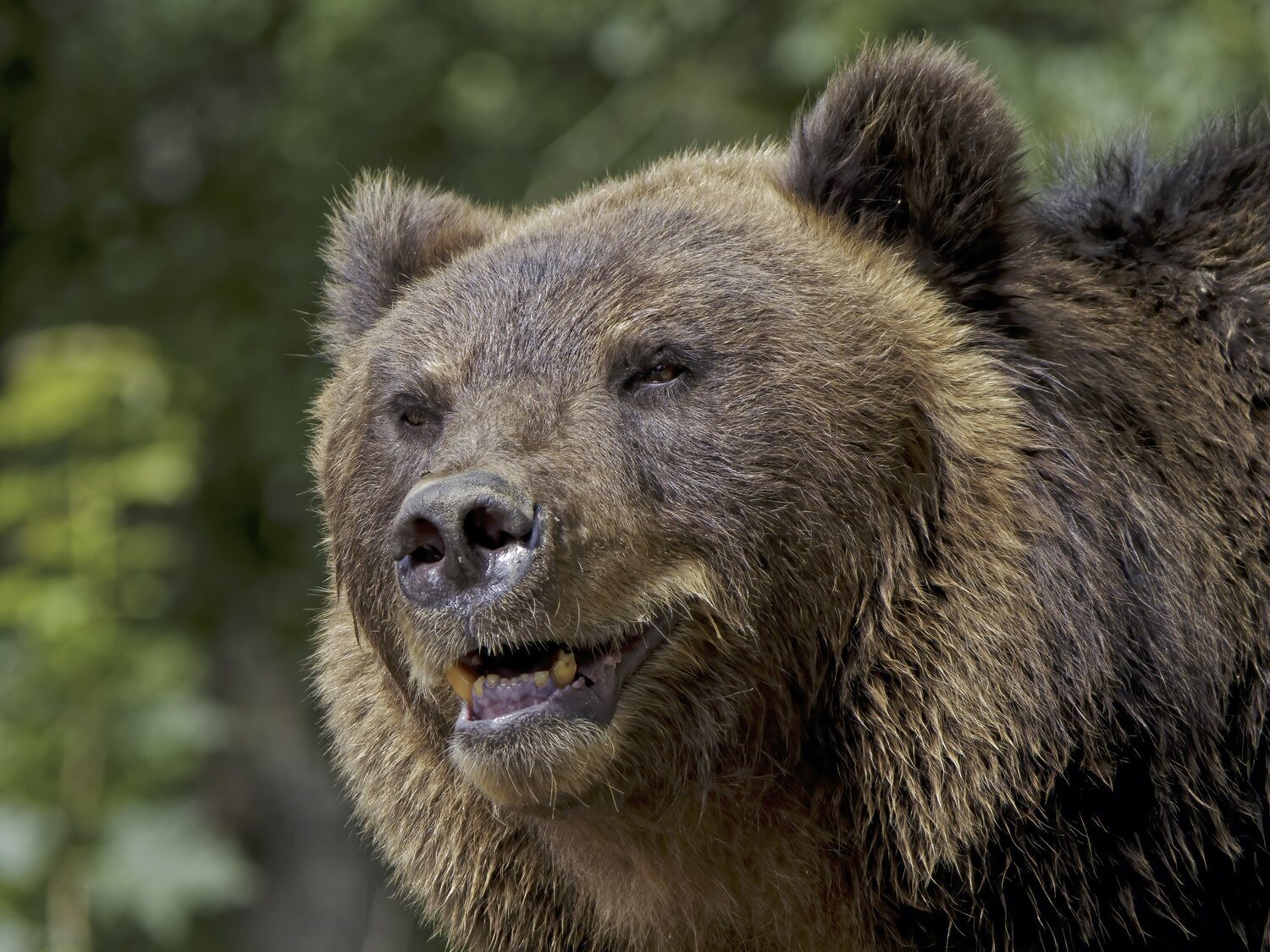 Muere un cazador tras ser atacado por el oso al que acababa de disparar