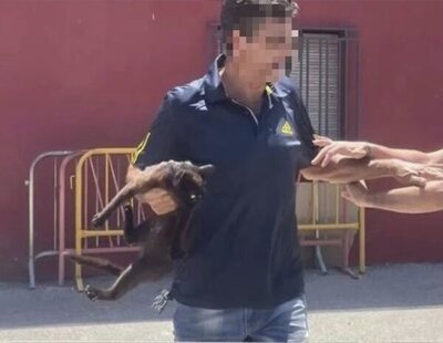 Denuncian a un camarero por asesinar a un gato delante de todos los clientes en un bar de Sevilla