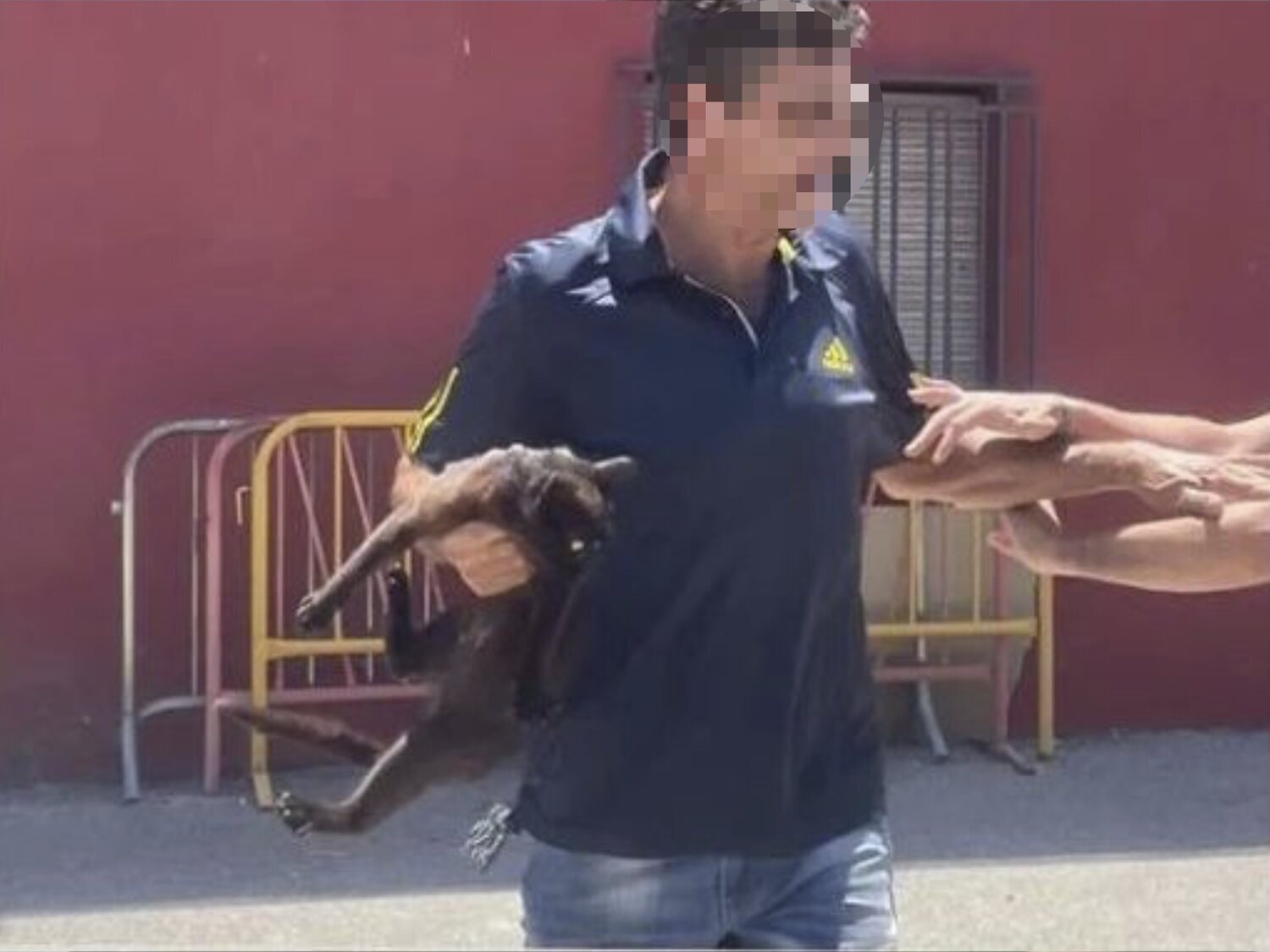 Denuncian a un camarero por asesinar a un gato delante de todos los clientes en un bar de Sevilla