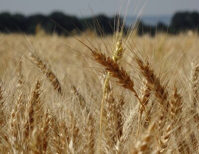 Rusia y Ucrania llegan a un acuerdo para la exportación de cereales