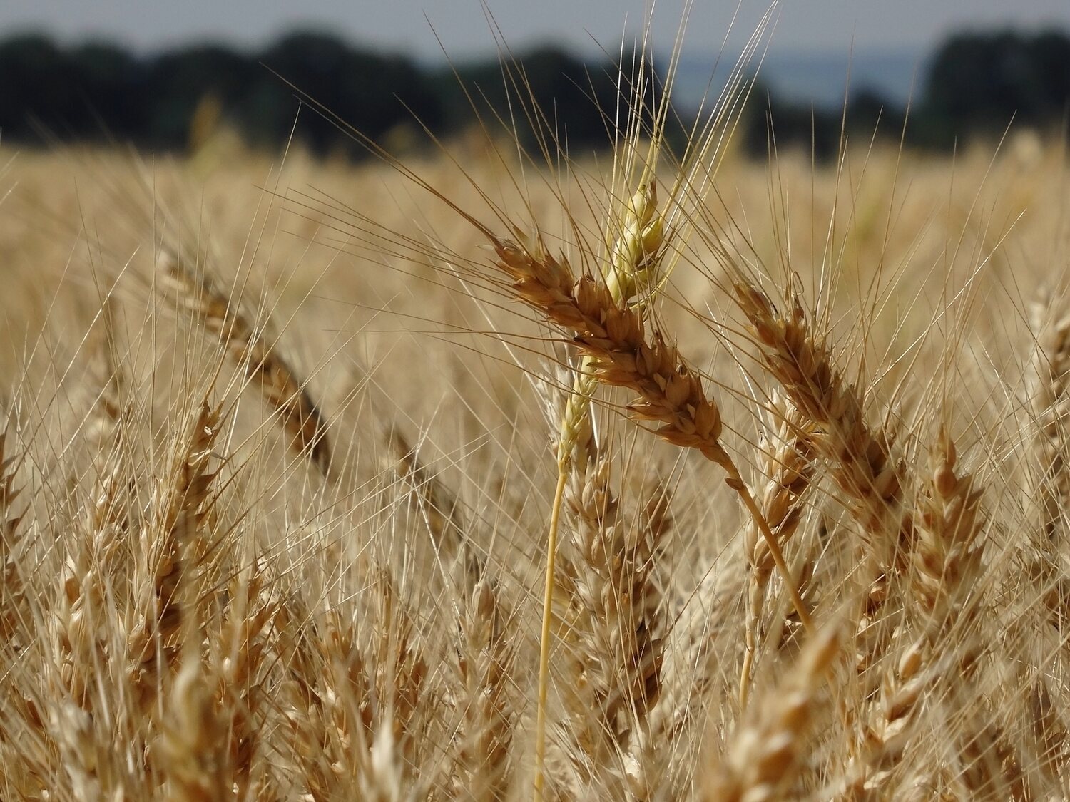 Rusia y Ucrania llegan a un acuerdo para la exportación de cereales