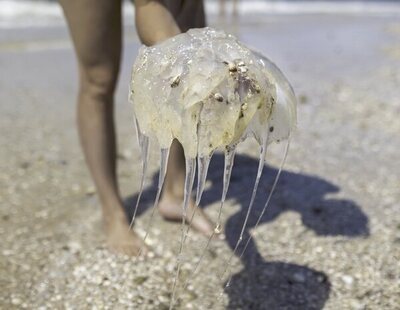 Las playas más afectadas por medusas en España