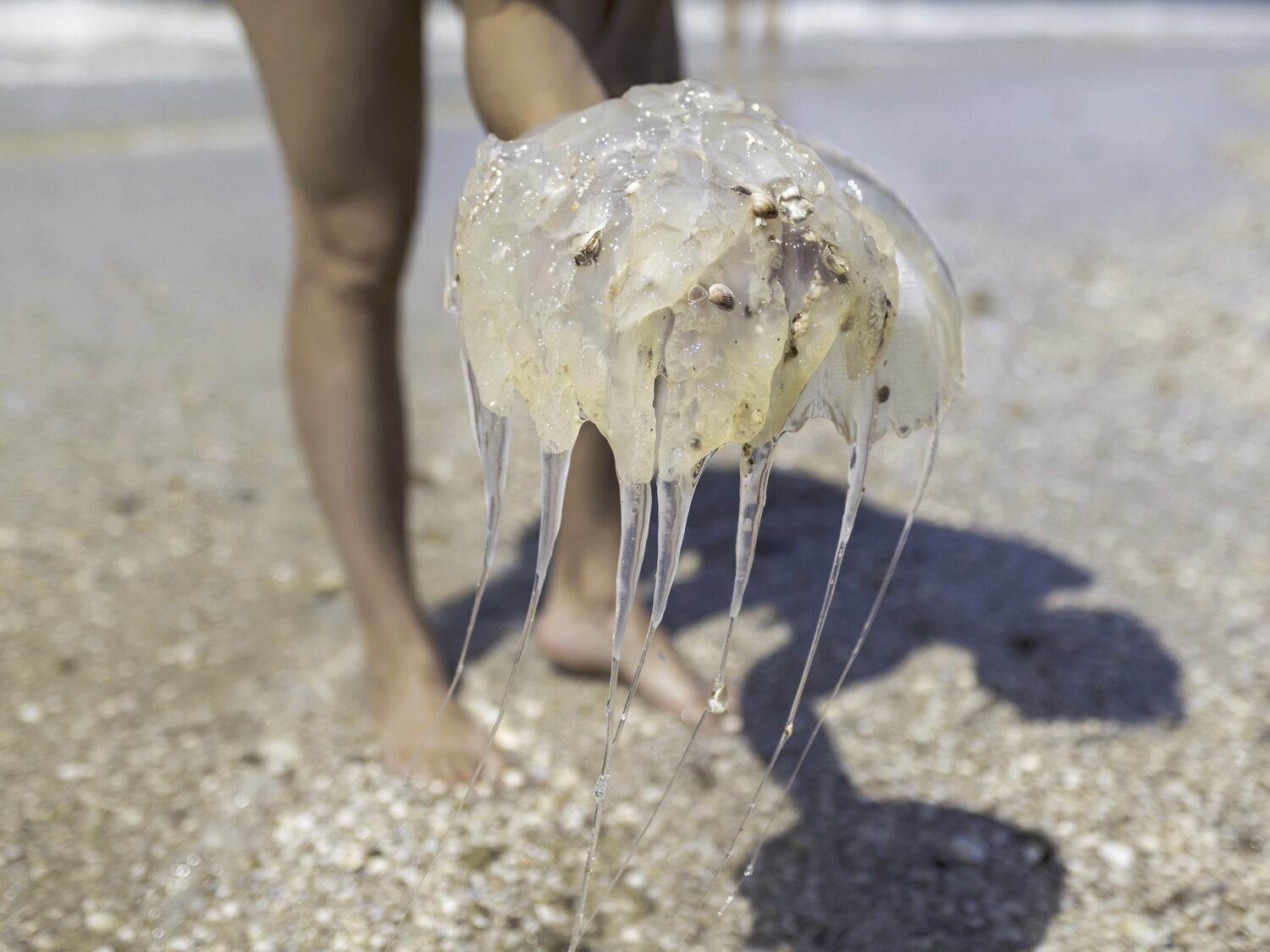 Las playas más afectadas por medusas en España