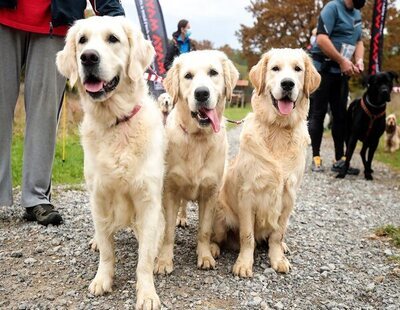 Indemnizado con 17.860 euros por los trastornos de los ladridos de los perros de sus vecinos