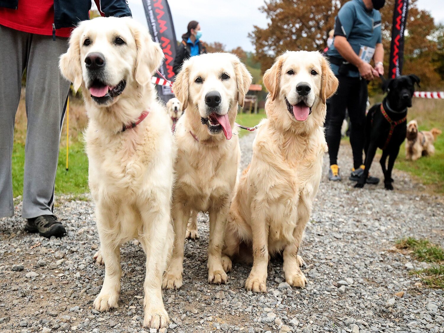 Indemnizado con 17.860 euros por los trastornos de los ladridos de los perros de sus vecinos