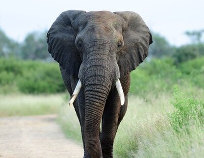 Muere un cazador pisoteado por un elefante en una reserva natural de Zimbabue