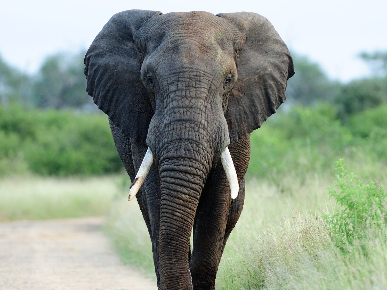 Muere un cazador pisoteado por un elefante en una reserva natural de Zimbabue