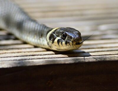 Una niña salva la vida al morder a una serpiente que le había atacado