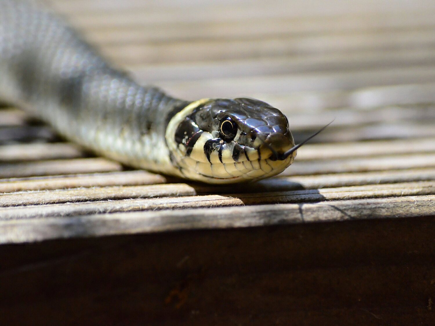 Una niña salva la vida al morder a una serpiente que le había atacado