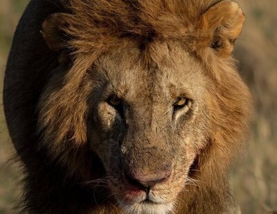 Un hombre muere atacado por un león tras colarse en una jaula con cuatro ejemplares en el zoo de Acra