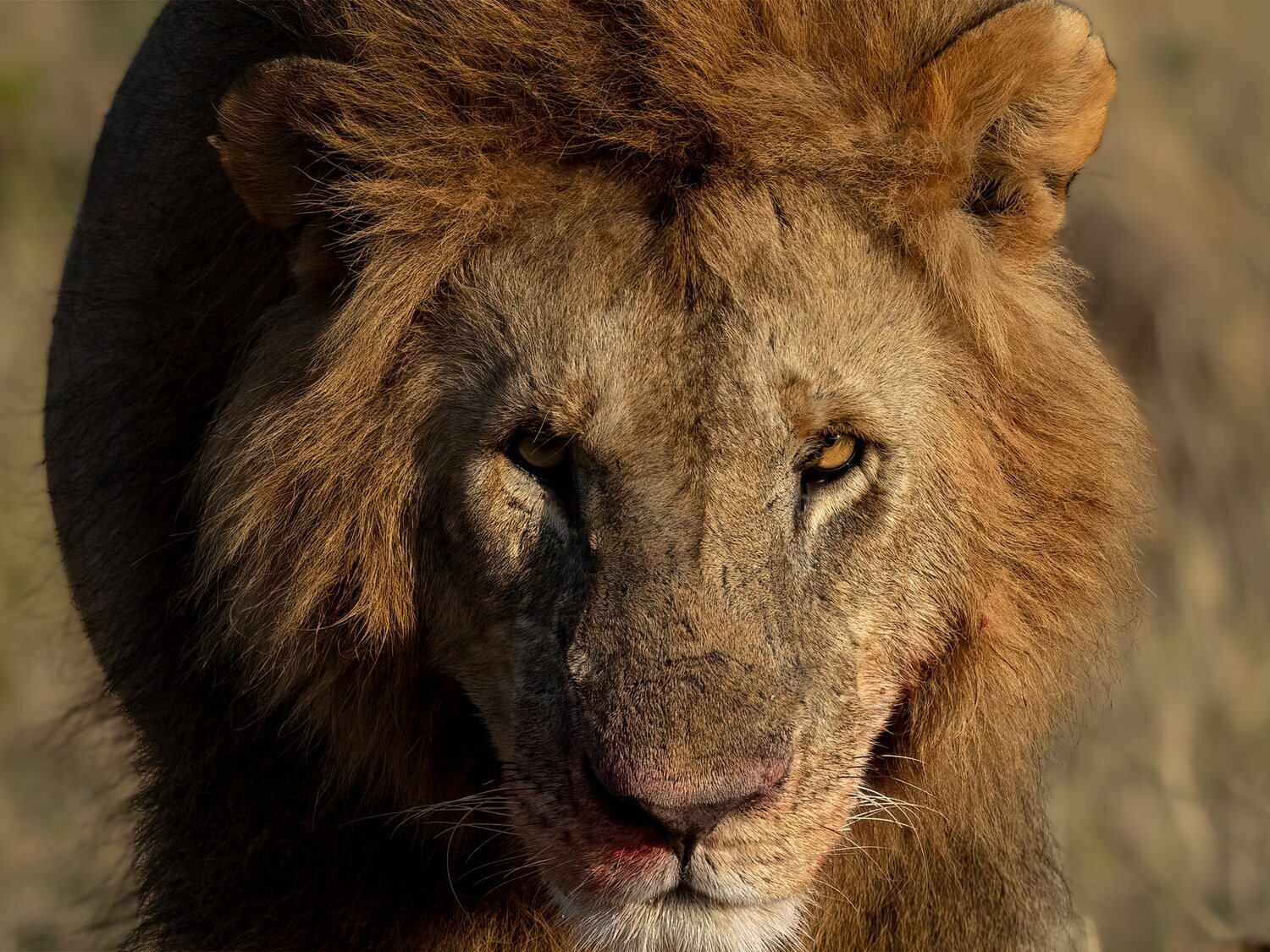 Un hombre muere atacado por un león tras colarse en una jaula con cuatro ejemplares en el zoo de Acra