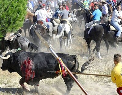 El Gobierno pide a la Fiscalía que se paralice la celebración del Toro de la Vega