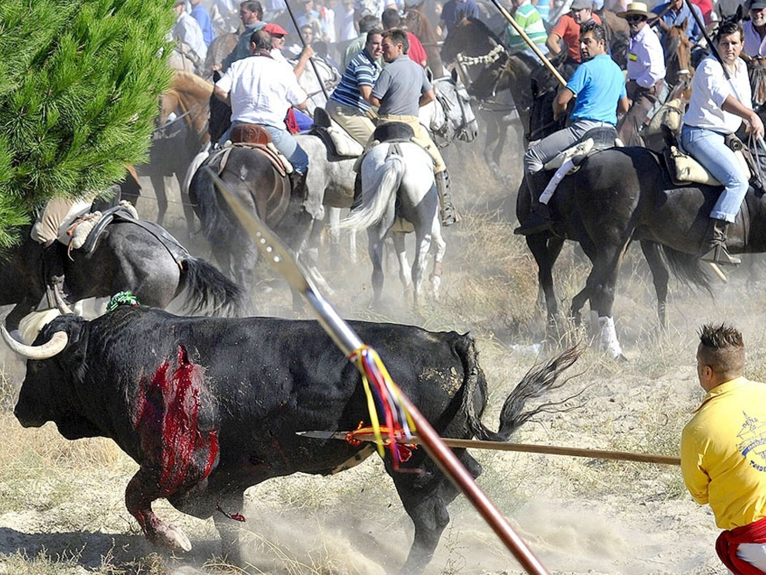 El Gobierno pide a la Fiscalía que se paralice la celebración del Toro de la Vega