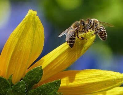 Las abejas reales ya saben que la reina Isabel II ha fallecido