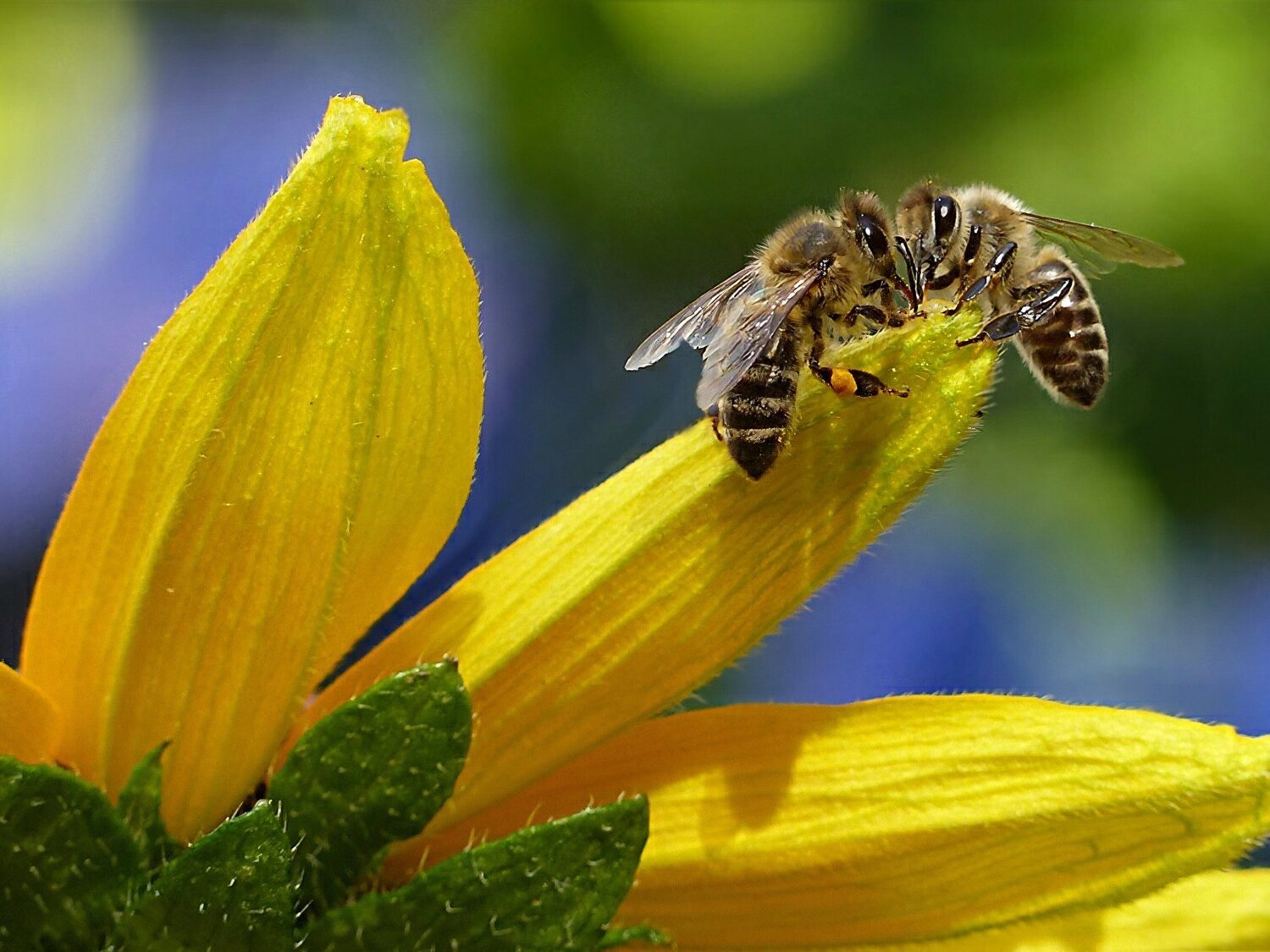 Las abejas reales ya saben que la reina Isabel II ha fallecido