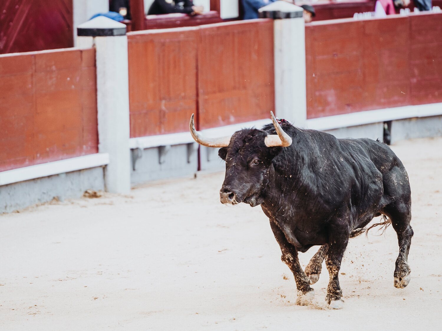 Muere un carnicero corneado por el toro al que se disponía a rematar