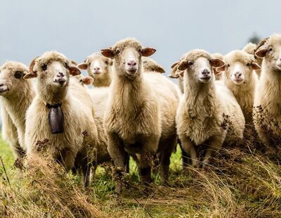 Detectados focos de viruela ovina y caprina en España, erradicadas desde hace 50 años