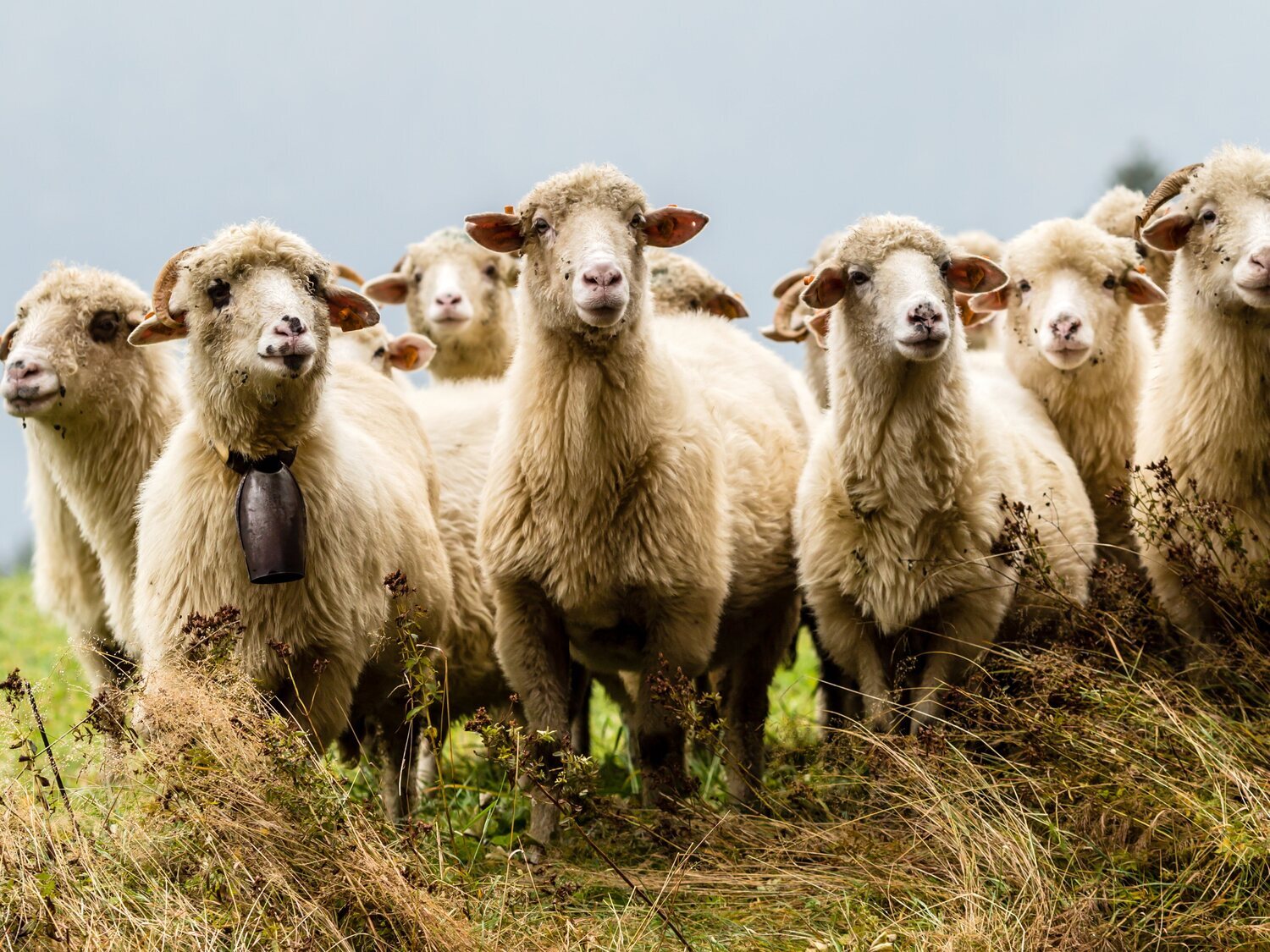 Detectados focos de viruela ovina y caprina en España, erradicadas desde hace 50 años