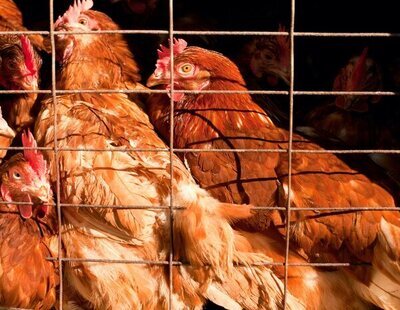 Detectan el primer caso de gripe aviar en humanos en España