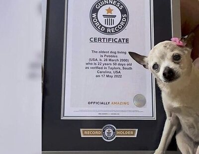 Muere Pebbles, el perro más viejo del mundo,  según el récord Guinness
