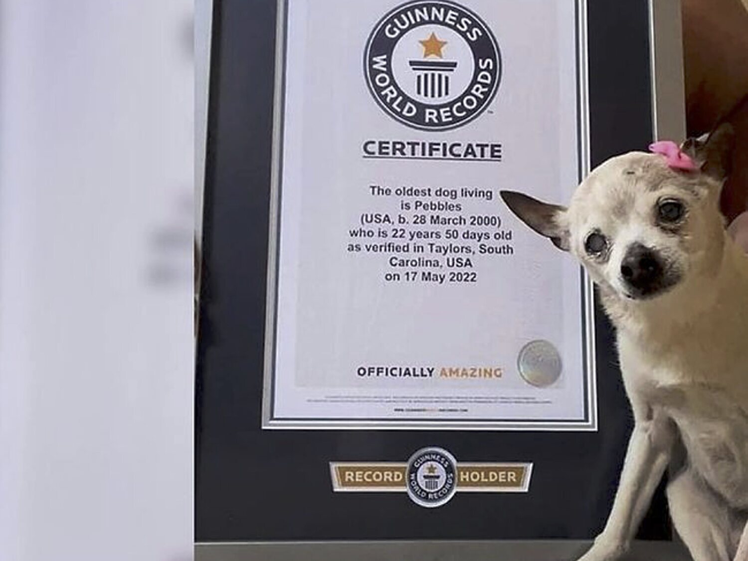 Muere Pebbles, el perro más viejo del mundo,  según el récord Guinness