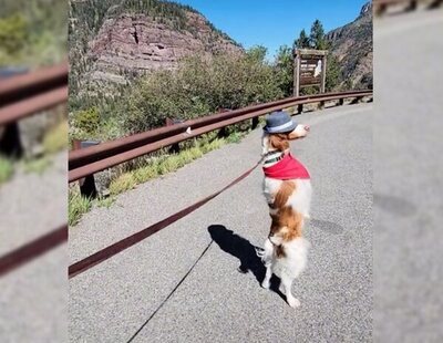 Dexter: el perrito que ha conmovido a TikTok caminando a dos patas