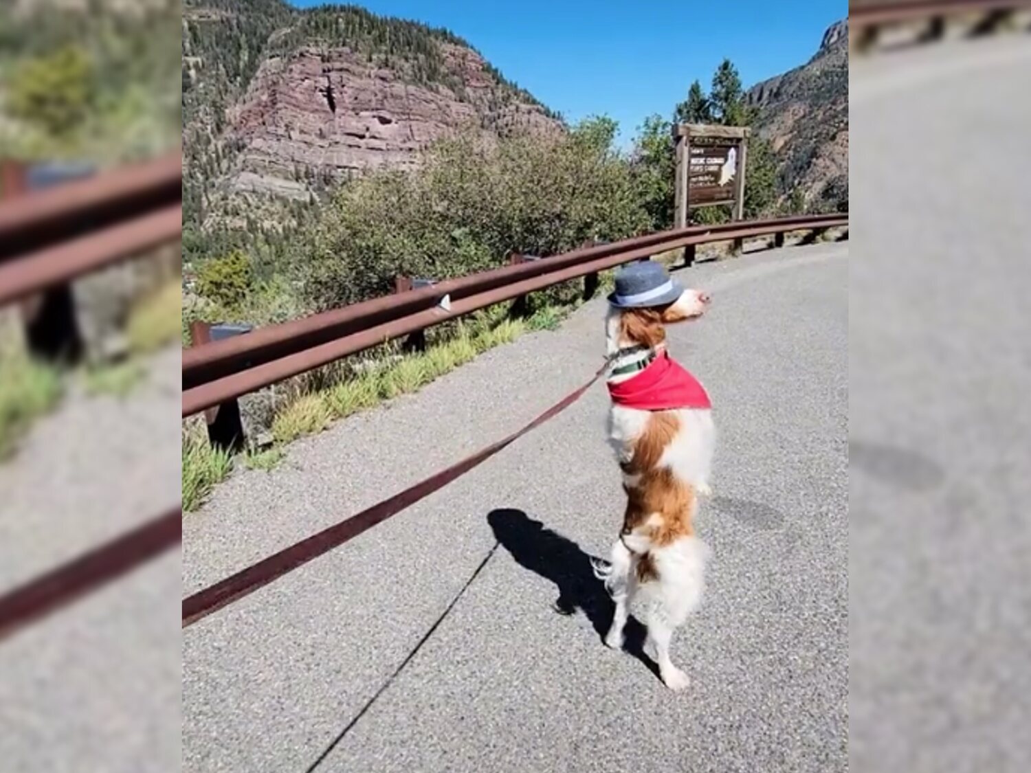 Dexter: el perrito que ha conmovido a TikTok caminando a dos patas