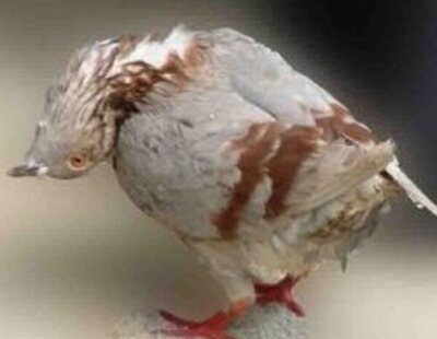 Alerta por un extraño virus que convierte a las palomas en "zombies"