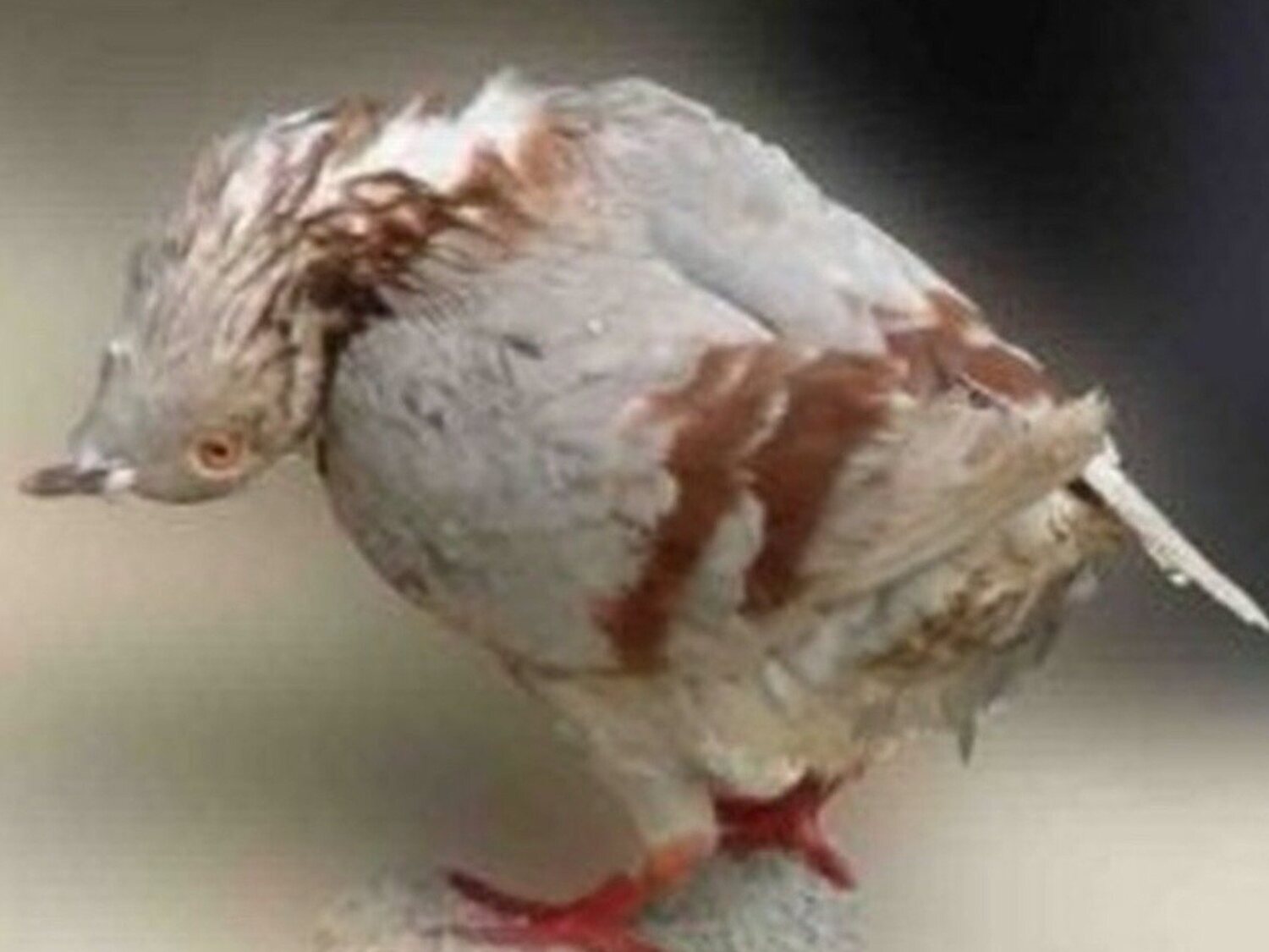 Alerta por un extraño virus que convierte a las palomas en "zombies"