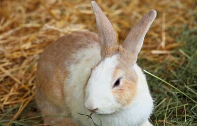 Claves de la nueva Ley de Bienestar Animal: la lista de mascotas que estarán prohibidas en viviendas