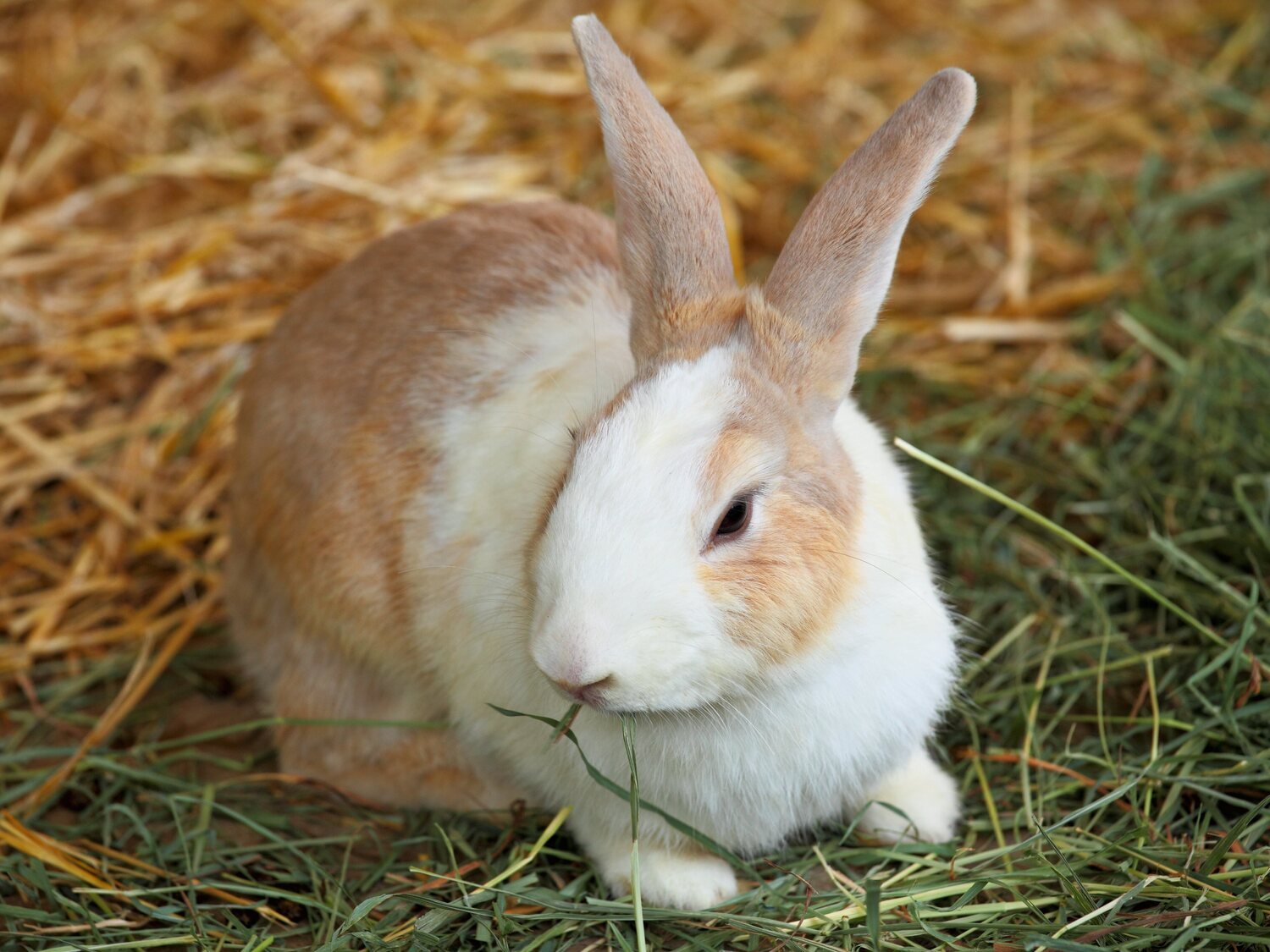 Ley de Bienestar Animal: la lista de mascotas que estarán prohibidas en viviendas