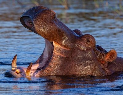 Un hipopótamo engulle a un niño de dos años y luego lo escupe