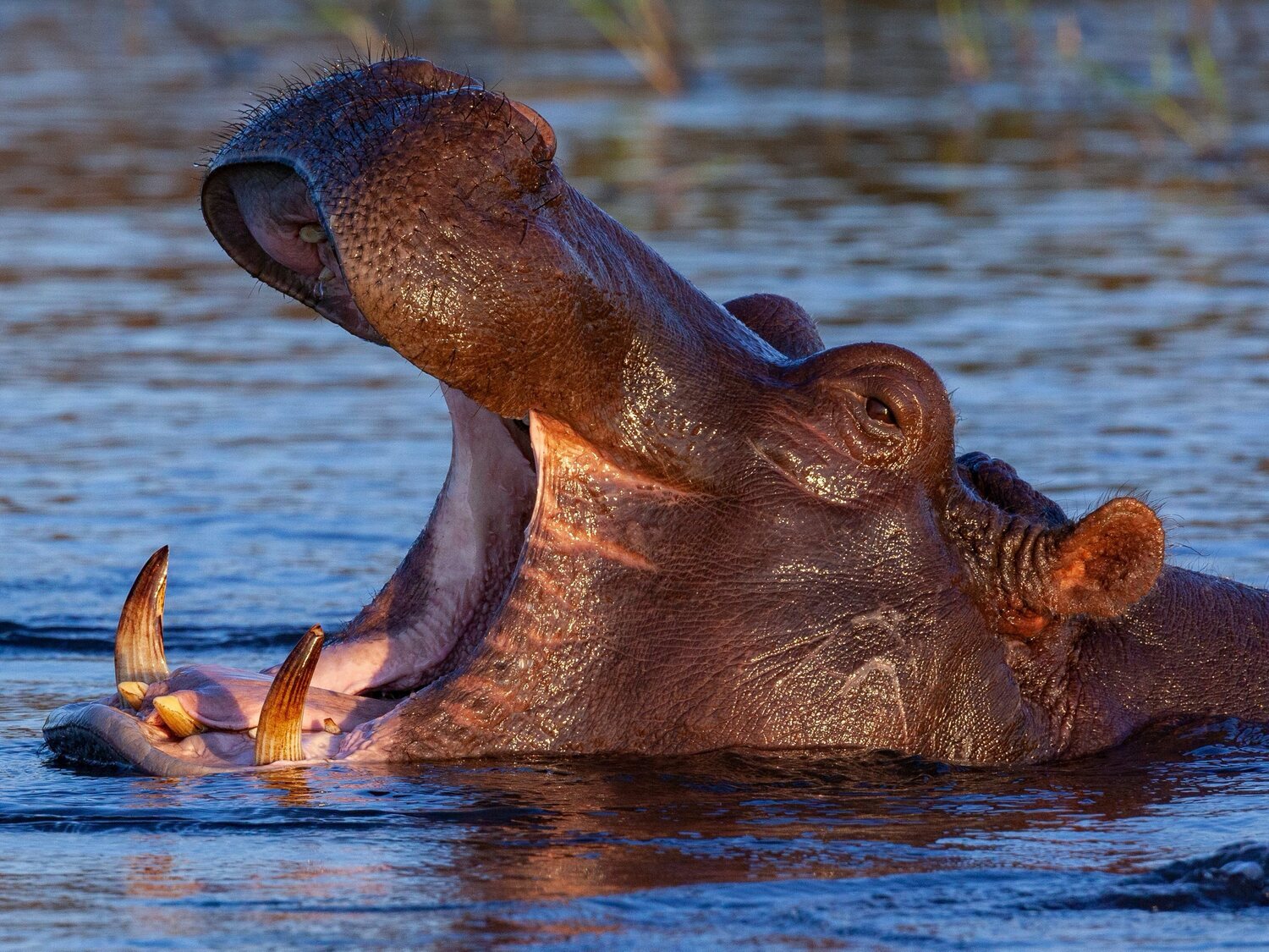 Un hipopótamo engulle a un niño de dos años y luego lo escupe