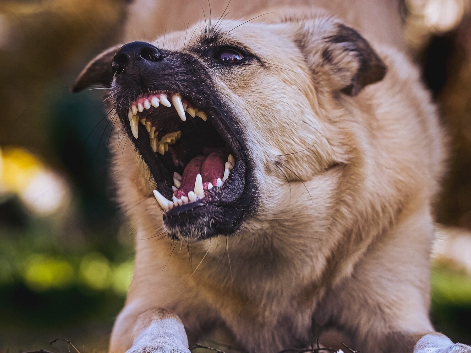 Intervenida de urgencia una niña de 3 años en Málaga tras el brutal ataque de un perro peligroso