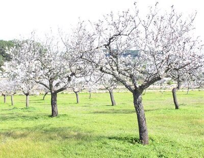 10 zonas de España para disfrutar de los almendros en flor